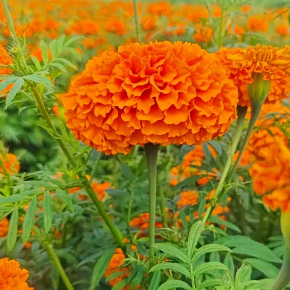 Quercetagetin